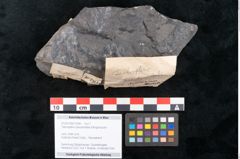 Foto (Objekt + Etikett) von Taeniopteris pseudovittata Ettingshausen (NHMW-GEO-2024-0188-10284)